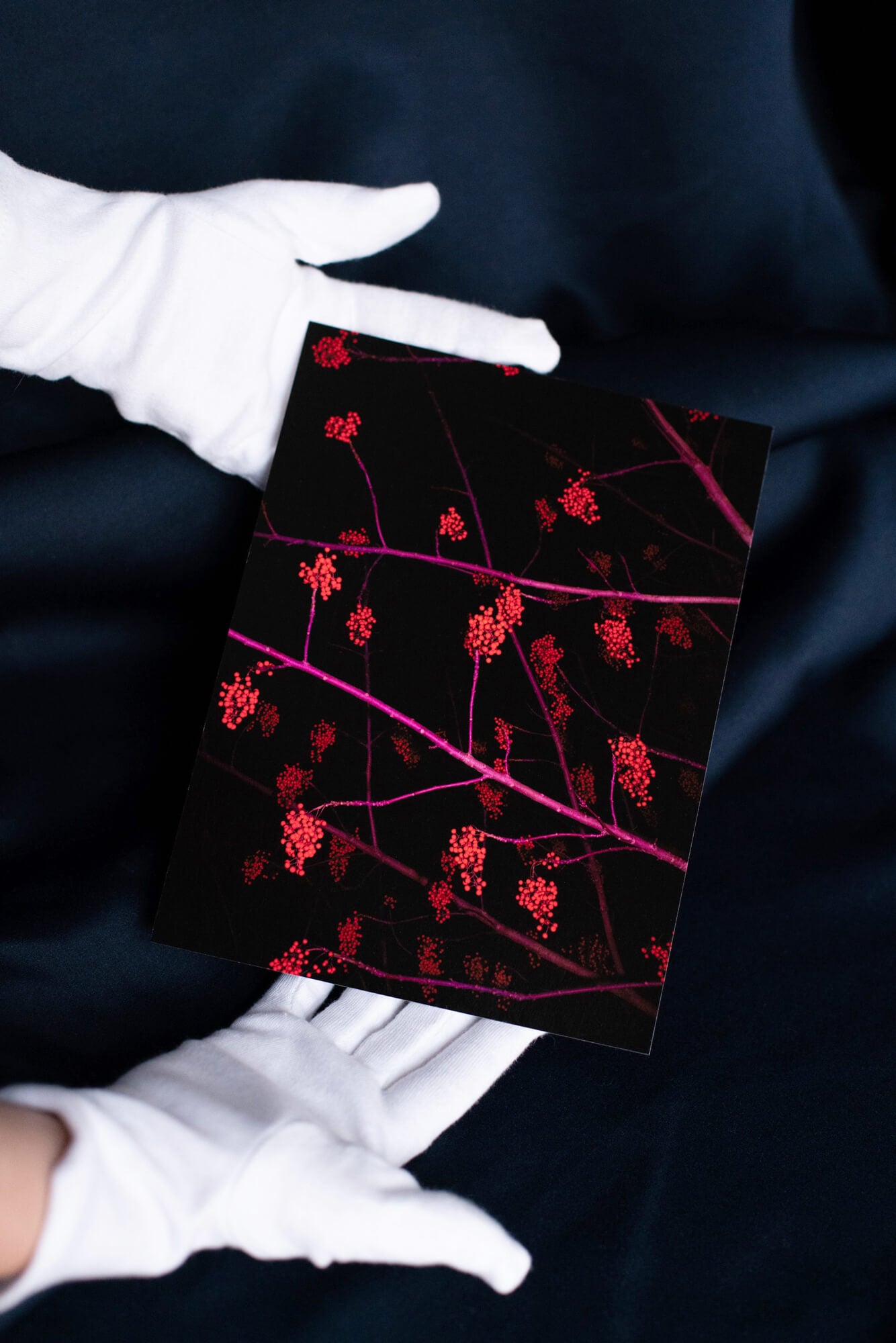 Jana Kießer, Ilex – Fine Art Print