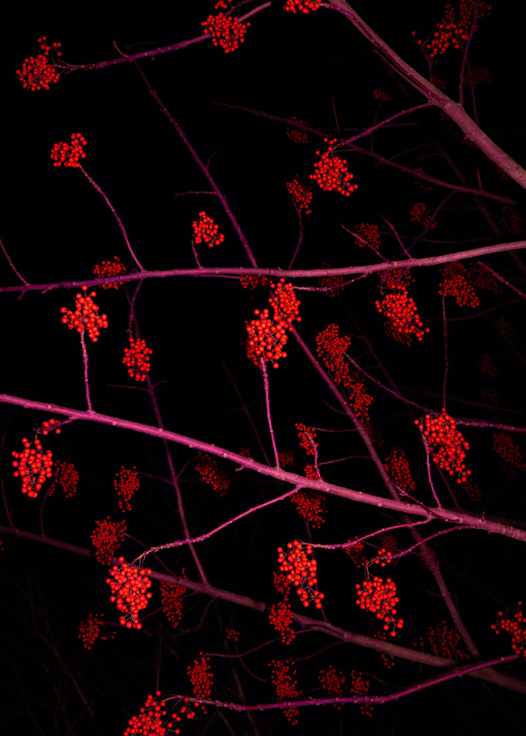 Jana Kießer, Ilex – Fine Art Print