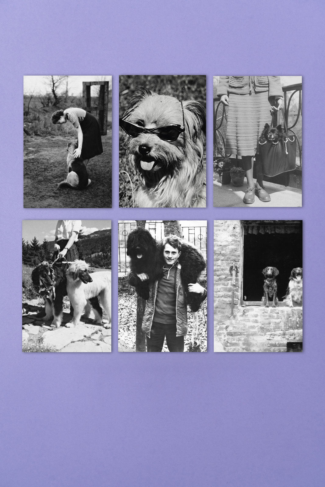 L&F Collection, Postkartenset 6-teilig, dog days