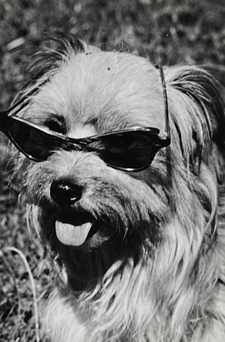 Lost & Found Archiv, Postkartenset 6-teilig, dog days