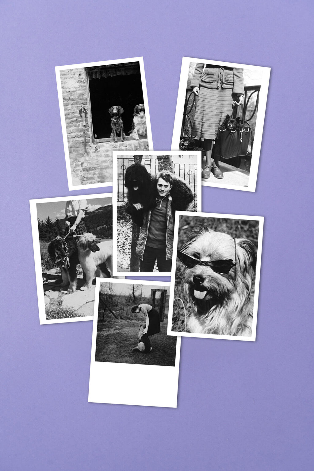 Lost & Found Archiv, Postkartenset 6-teilig, dog days