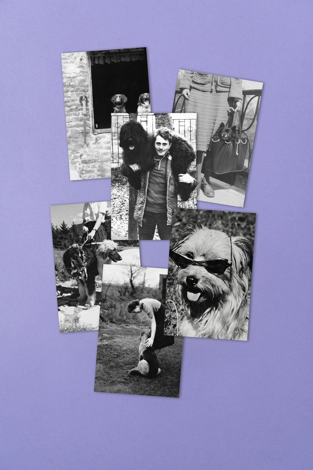 L&F Collection, Postkartenset 6-teilig, dog days