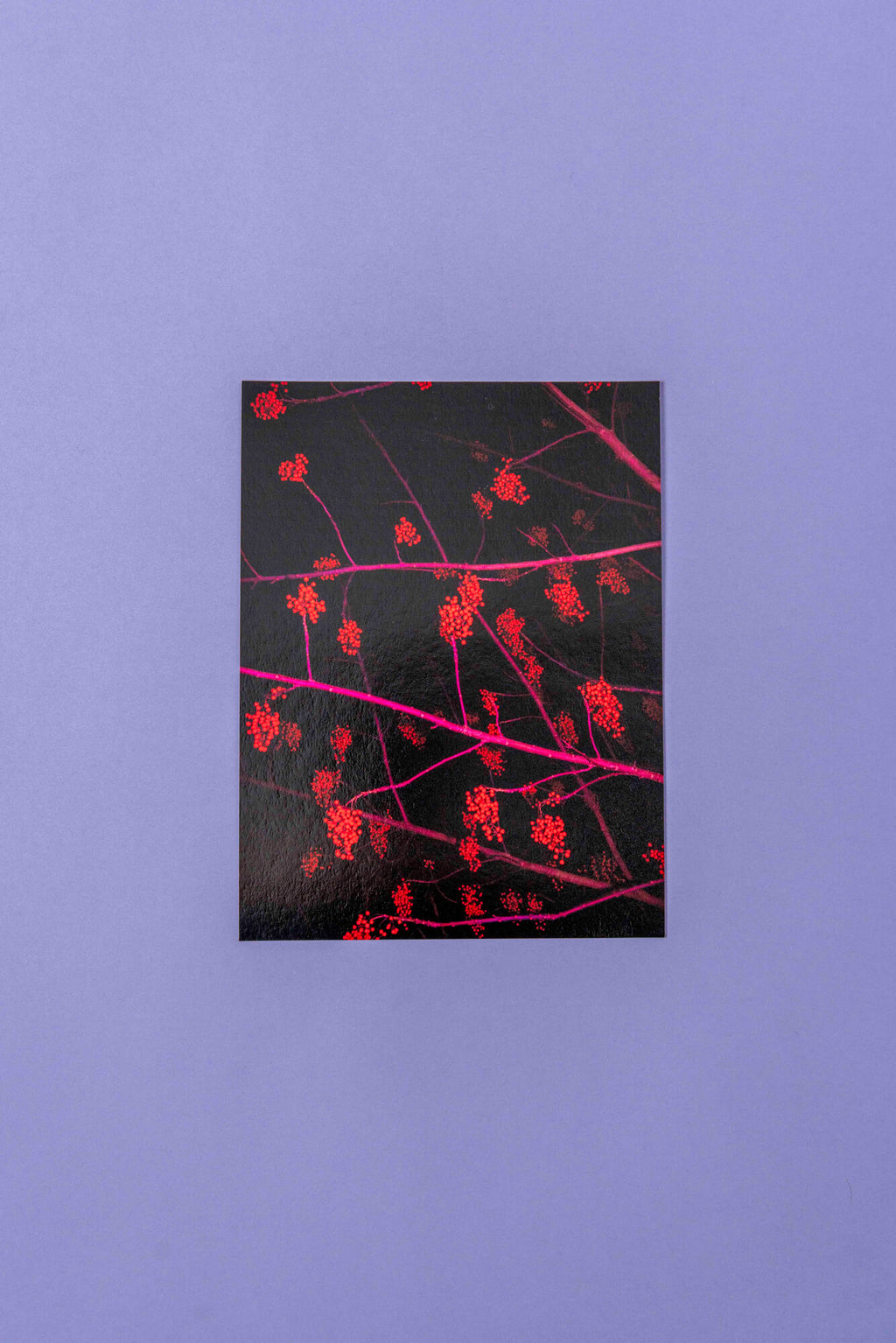 Jana Kießer, Ilex – Fine Art Print