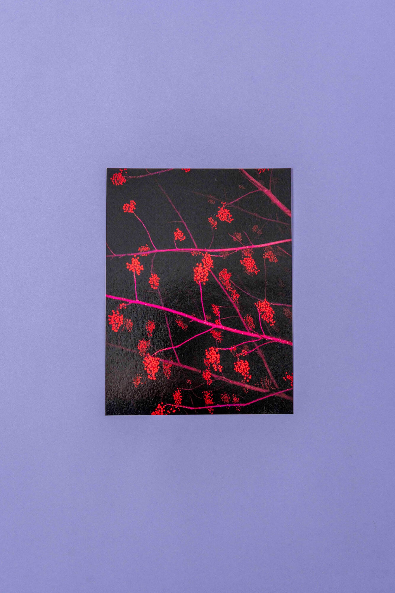 Jana Kießer, Ilex – Fine Art Print