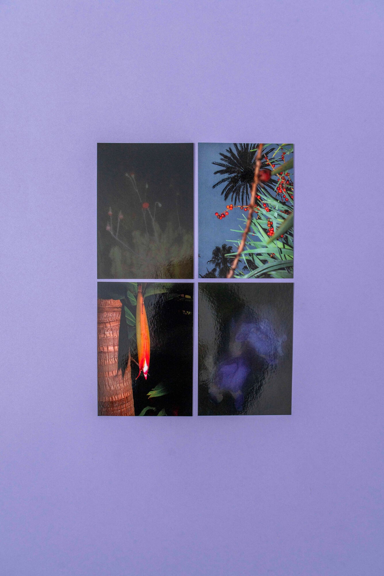 Flora fantastica, Postkarten 4er-Set