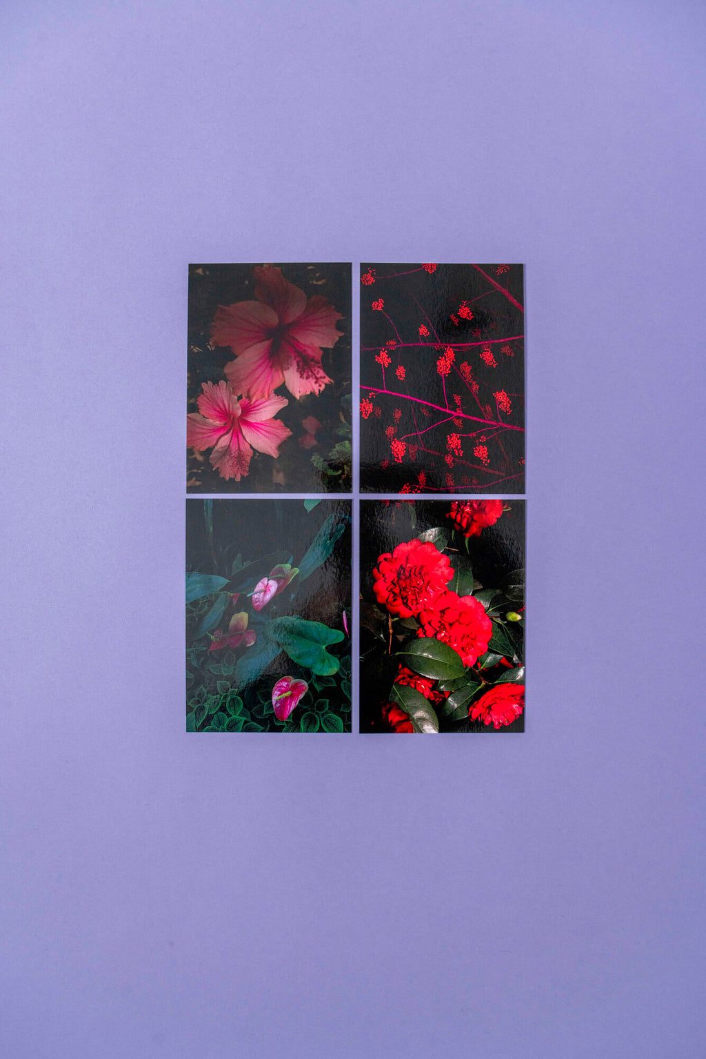 Flora fantastica, Postkarten 4er-Set