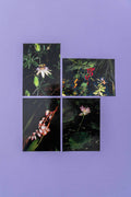 Flora fantastica, Postkarten 4er-Set